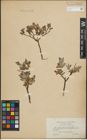 Foto von Salix lapponum L. x Salix repens L.